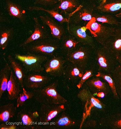 Immunocytochemistry/ Immunofluorescence - Anti-DDB1 antibody [EPR6089] (AB109027)