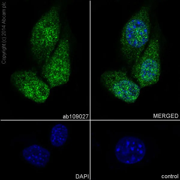 Immunocytochemistry/ Immunofluorescence - Anti-DDB1 antibody [EPR6089] (AB109027)