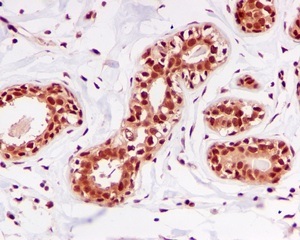 Immunohistochemistry (Formalin/PFA-fixed paraffin-embedded sections) - Anti-DDB1 antibody [EPR6089] (AB109027)