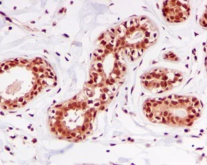 Immunohistochemistry (Formalin/PFA-fixed paraffin-embedded sections) - Anti-DDB1 antibody [EPR6089] (AB109027)