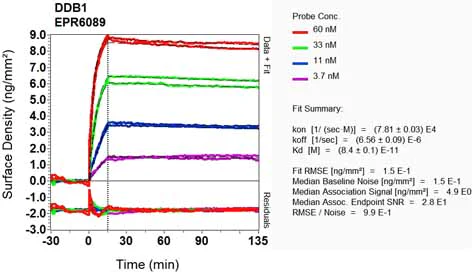 OI-RD Scanning - Anti-DDB1 antibody [EPR6089] (AB109027)