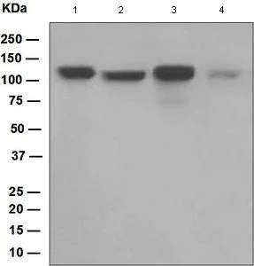 Western blot - Anti-DDB1 antibody [EPR6089] (AB109027)