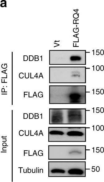 Western blot - Anti-DDB1 antibody [EPR6089] (AB109027)