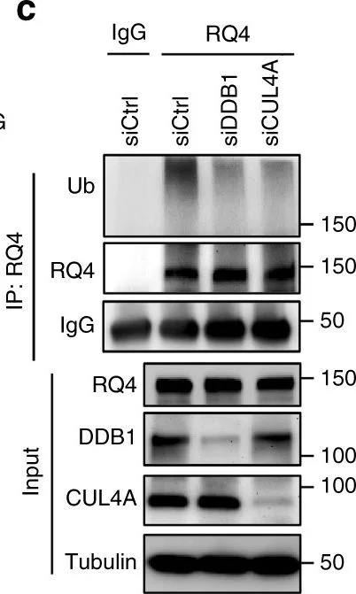 Western blot - Anti-DDB1 antibody [EPR6089] (AB109027)