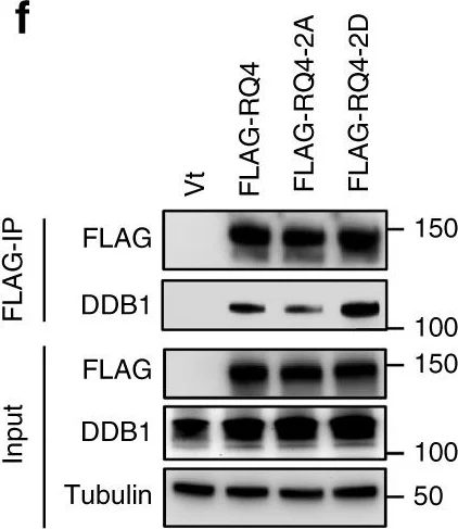 Western blot - Anti-DDB1 antibody [EPR6089] (AB109027)
