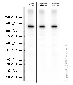 Western blot - Anti-DDB1 antibody [EPR6089] (AB109027)