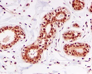 Immunohistochemistry (Formalin/PFA-fixed paraffin-embedded sections) - Anti-DDB1 antibody [EPR6089] - BSA and Azide free (AB239941)