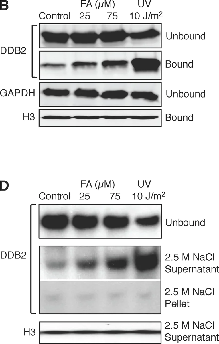 Western blot - Anti-DDB2 antibody [2246C4a] (AB51017)
