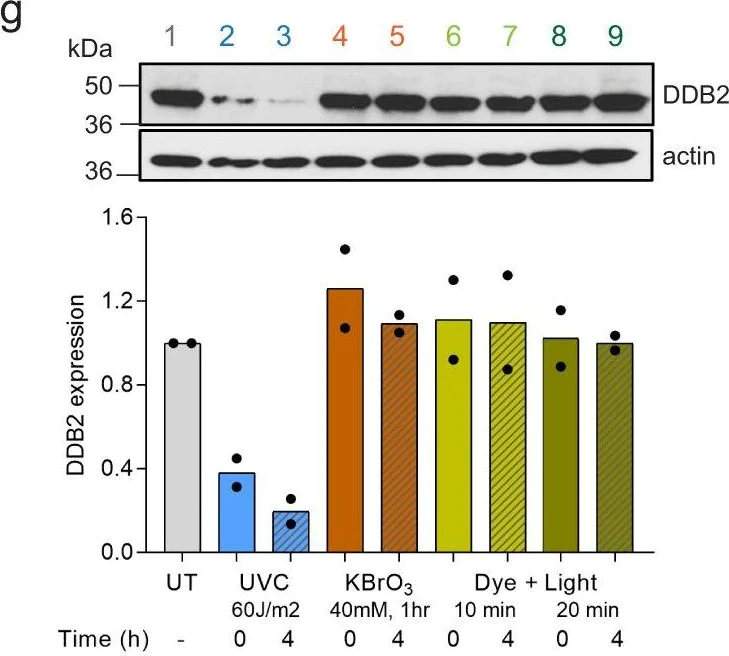Western blot - Anti-DDB2 antibody [EPR9811] (AB181136)