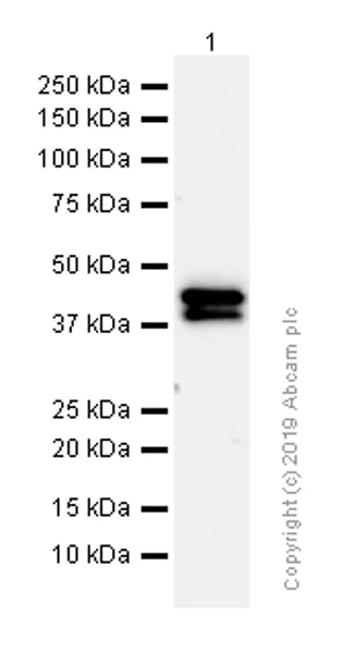 Western blot - Anti-DDB2 antibody [EPR9811] - BSA and Azide free (AB250373)
