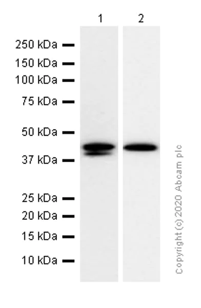 Western blot - Anti-DDB2 antibody [EPR9811] - BSA and Azide free (AB250373)