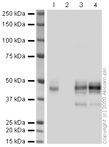 Immunoprecipitation - Anti-DDDDK tag (Binds to FLAG® tag sequence) antibody [6F7] (AB213519)