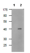 Western blot - Anti-DDDDK tag (Binds to FLAG® tag sequence) antibody (AB122902), expandable thumbnail