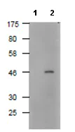 Western blot - Anti-DDDDK tag (Binds to FLAG® tag sequence) antibody (AB122902)
