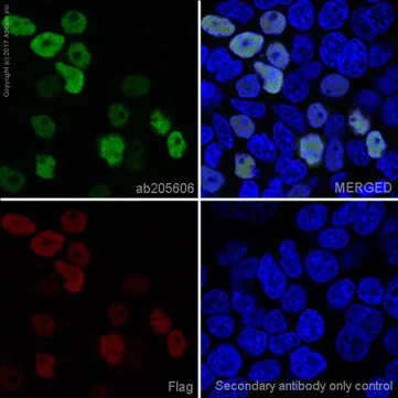 Immunocytochemistry/ Immunofluorescence - Anti-DDDDK tag (Binds to FLAG® tag sequence) antibody [EPR20018-251] (AB205606)