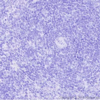 Immunohistochemistry (Formalin/PFA-fixed paraffin-embedded sections) - Anti-DDDDK tag (Binds to FLAG® tag sequence) antibody [EPR20018-251] (AB205606)