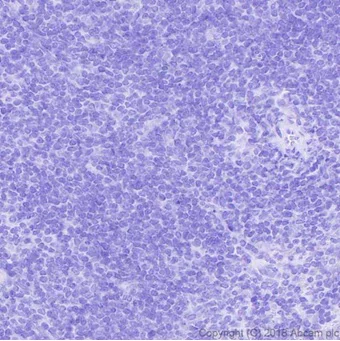 Immunohistochemistry (Formalin/PFA-fixed paraffin-embedded sections) - Anti-DDDDK tag (Binds to FLAG® tag sequence) antibody [EPR20018-251] (AB205606)