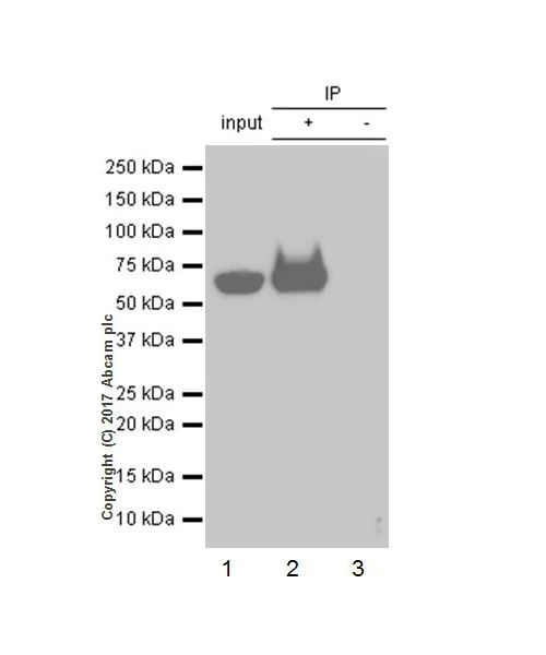 Immunoprecipitation - Anti-DDDDK tag (Binds to FLAG® tag sequence) antibody [EPR20018-251] (AB205606)