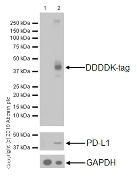 Western blot - Anti-DDDDK tag (Binds to FLAG® tag sequence) antibody [EPR20018-251] (AB205606)