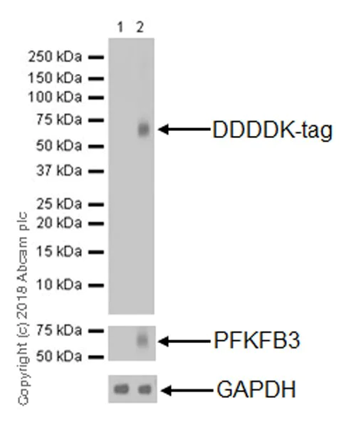 Western blot - Anti-DDDDK tag (Binds to FLAG® tag sequence) antibody [EPR20018-251] (AB205606)