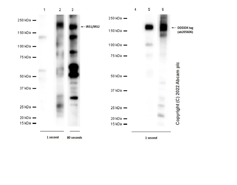 Western blot - Anti-DDDDK tag (Binds to FLAG® tag sequence) antibody [EPR20018-251] (AB205606)