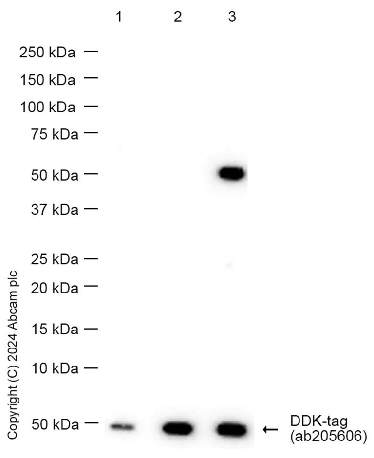 Western blot - Anti-DDDDK tag (Binds to FLAG® tag sequence) antibody [EPR20018-251] (AB205606)