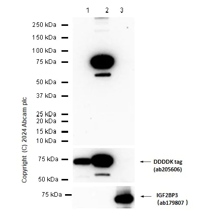 Western blot - Anti-DDDDK tag (Binds to FLAG® tag sequence) antibody [EPR20018-251] (AB205606)