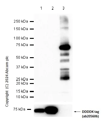 Western blot - Anti-DDDDK tag (Binds to FLAG® tag sequence) antibody [EPR20018-251] (AB205606)