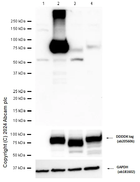 Western blot - Anti-DDDDK tag (Binds to FLAG® tag sequence) antibody [EPR20018-251] (AB205606)