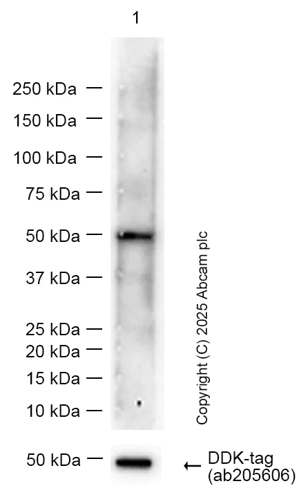 Western blot - Anti-DDDDK tag (Binds to FLAG® tag sequence) antibody [EPR20018-251] (AB205606)