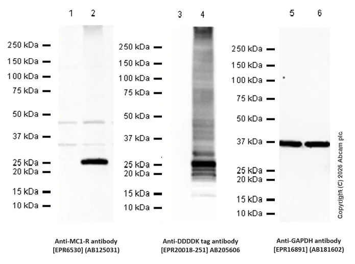 Western blot - Anti-DDDDK tag (Binds to FLAG® tag sequence) antibody [EPR20018-251] (AB205606)