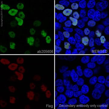 Immunocytochemistry/ Immunofluorescence - Anti-DDDDK tag (Binds to FLAG® tag sequence) antibody [EPR20018-251] - BSA and Azide free (AB236777), expandable thumbnail