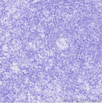 Immunohistochemistry (Formalin/PFA-fixed paraffin-embedded sections) - Anti-DDDDK tag (Binds to FLAG® tag sequence) antibody [EPR20018-251] - BSA and Azide free (AB236777), expandable thumbnail