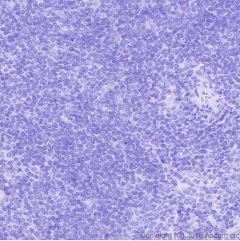Immunohistochemistry (Formalin/PFA-fixed paraffin-embedded sections) - Anti-DDDDK tag (Binds to FLAG® tag sequence) antibody [EPR20018-251] - BSA and Azide free (AB236777), expandable thumbnail