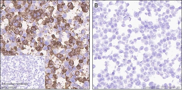 Immunohistochemistry (Formalin/PFA-fixed paraffin-embedded sections) - Anti-DDDDK tag (Binds to FLAG® tag sequence) antibody [EPR20018-251] - BSA and Azide free (AB236777), expandable thumbnail