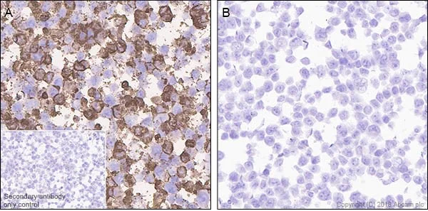 Immunohistochemistry (Formalin/PFA-fixed paraffin-embedded sections) - Anti-DDDDK tag (Binds to FLAG® tag sequence) antibody [EPR20018-251] - BSA and Azide free (AB236777)