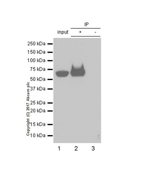 Immunoprecipitation - Anti-DDDDK tag (Binds to FLAG® tag sequence) antibody [EPR20018-251] - BSA and Azide free (AB236777), expandable thumbnail
