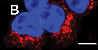 Immunocytochemistry/ Immunofluorescence - Anti-DDDDK tag (Binds to FLAG® tag sequence) antibody [F-tag-01] (AB18230), expandable thumbnail