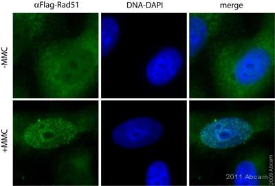Immunocytochemistry/ Immunofluorescence - Anti-DDDDK tag (Binds to FLAG® tag sequence) antibody [F-tag-01] (AB18230), expandable thumbnail