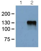Western blot - Anti-DDDDK tag (Binds to FLAG® tag sequence) antibody [FG4R] (AB125243), expandable thumbnail