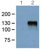 Western blot - Anti-DDDDK tag (Binds to FLAG® tag sequence) antibody [FG4R] (AB125243)