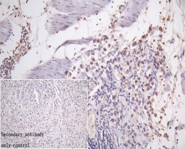 Immunohistochemistry (Formalin/PFA-fixed paraffin-embedded sections) - Anti-DDHD2 antibody (AB235832)