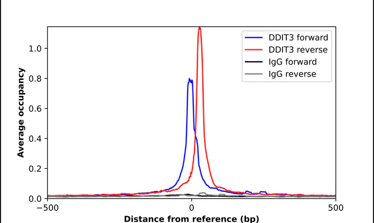 ChIP - Anti-DDIT3 Antibody (AB327270)