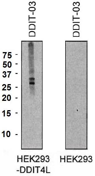 Western blot - Anti-DDIT4L/REDD2 antibody [DDIT-03] - N-terminal (AB191096), expandable thumbnail