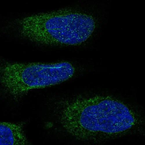 Immunocytochemistry/ Immunofluorescence - Anti-DDOST antibody (AB204314)
