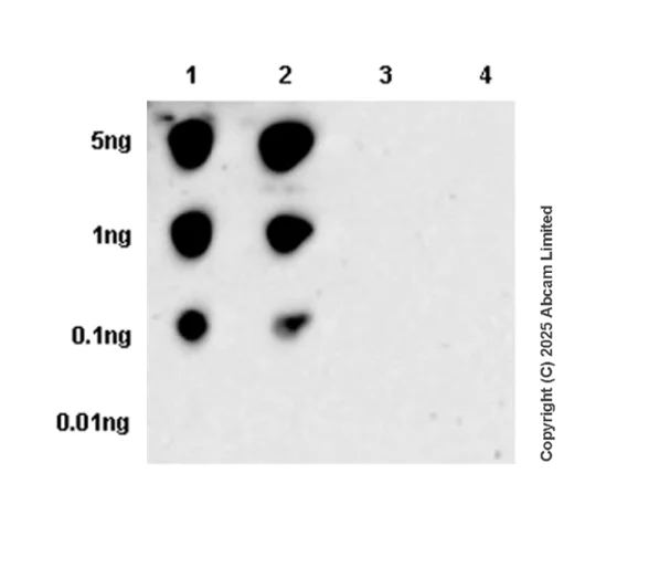 Dot Blot - Anti-DDR1 (phospho Y796) + DDR2 (phospho Y740) antibody [EPR28699-33] - BSA and Azide free (AB323745)