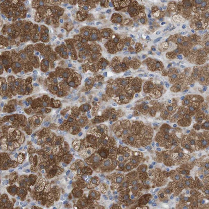 Immunohistochemistry (Formalin/PFA-fixed paraffin-embedded sections) - Anti-DDRGK1 antibody (AB251704), expandable thumbnail