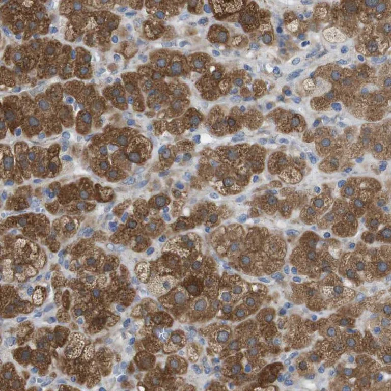 Immunohistochemistry (Formalin/PFA-fixed paraffin-embedded sections) - Anti-DDRGK1 antibody (AB251704)