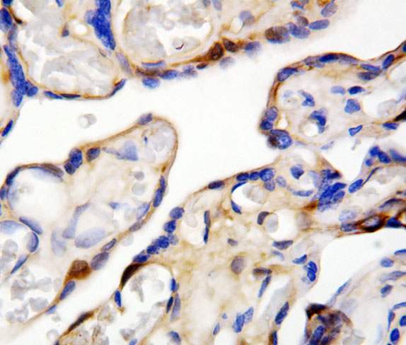 Immunohistochemistry (Formalin/PFA-fixed paraffin-embedded sections) - Anti-DDT antibody (AB115785), expandable thumbnail