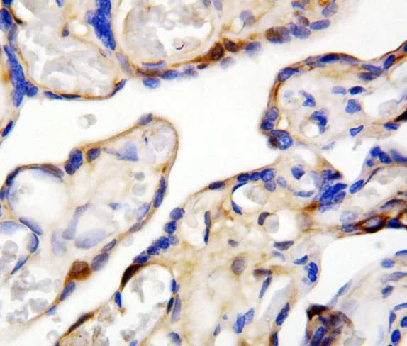 Immunohistochemistry (Formalin/PFA-fixed paraffin-embedded sections) - Anti-DDT antibody (AB115785)